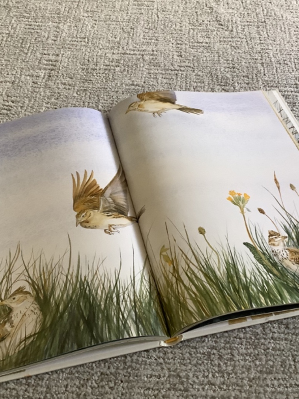 Bundle: The Lost Words Book and Puzzle - Picture 4 of 13